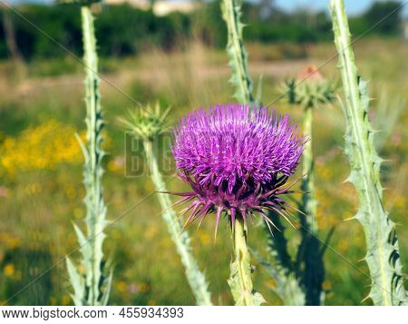 Flower Of Onopordum Acanthium (cotton Thistle, Scotch Thistle) Close-up.