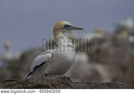 Gannet (morus Bassanus) On The Cliffs Of Great Saltee Island Off The Coast Of Ireland.