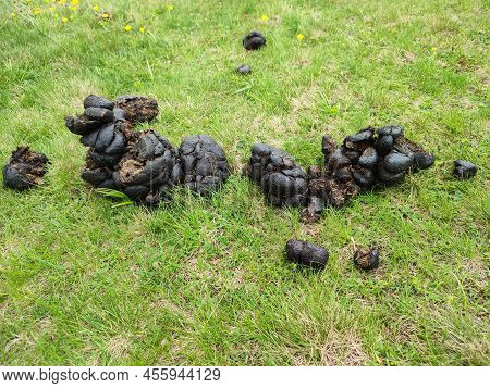 Pile Of Fresh Horse Manure On Green Grass. Top View