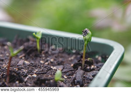 Closeup Of Sunfower Seeding Plants Cultivated In Organic Home Greenhouse By Family And Children. Fre