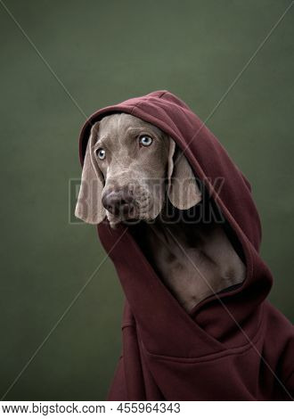 Weimaraner Puppy In A Hooded Sweatshirt On A Green Canvas Background. Funny Dog In The Studio