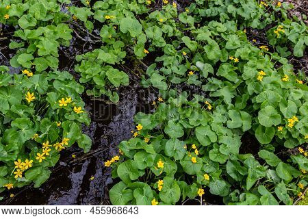 Caltha Palustris, Marsh-marigold Or Kingcup, Flowers In Wet Woodland, Wild Flower