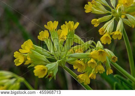 Primula Veris, Cowslip, Common Cowslip, Cowslip Primrose, Syn. Primula Officinalis Hill, Is A Herbac