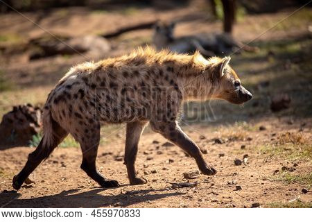 Hyena Stealthily Stalking Her Prey In The Hot African Savannah Of South Africa.