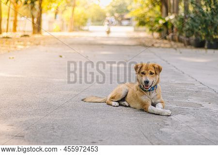 Dog In The Nature. Dog Behind Grass And Forest. Old Dog Happy Outside