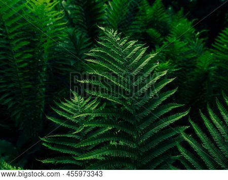 Green Fern Growing In Summer Jungles Dark Moody Style. Textured Emerald Color Leaves Botany Natural