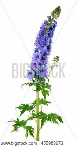 Delphinium Flower Isolated On White Background. Purple Delphinium Elatum