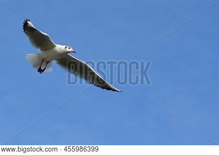The Black-headed Gull (chroicocephalus Ridibundus) (larus Ridibundus). Bird In Flight With Its Wings