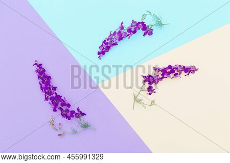 Minimal Style Composition Made Of Violte Meadow Flowers On Colorful Geometric Background. Nature Con