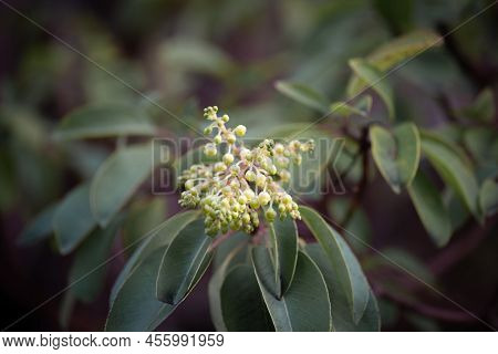 Flowers Of Arbutus Andrachne, Commonly Called The Greek Strawberry Tree, Grows On Mediterranean Coas