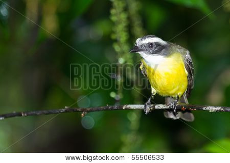 Great Kiskadee