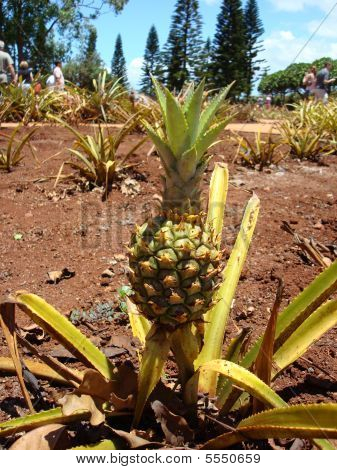 Pineapple Plantation