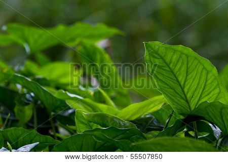 Dense Vegetation