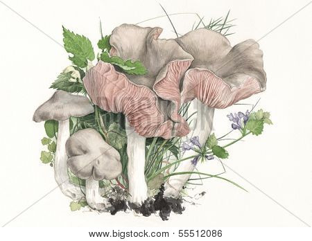 Mushroom Entoloma clypeatum / Hand painted