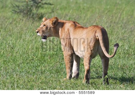 Lioness ในสำรอง Grumeti
