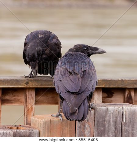 Two Common Ravens Corvus Corax Interacting