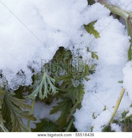 Fresh Snow Thawing On Green Wilted Plant Leaves