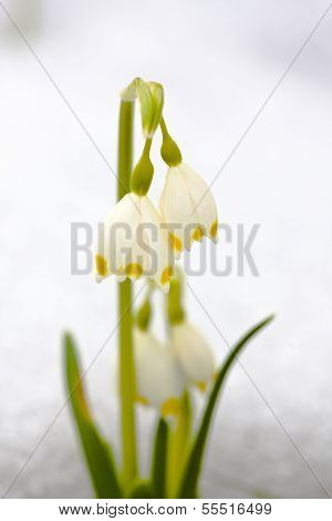 Spring Snowflakes Flowers - Leucojum Vernum Carpaticum