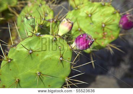 Detail Of Large Cactus