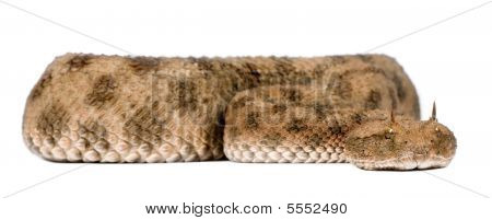 Sahara hornede hugorm