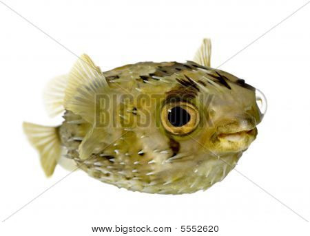Лонг позвоночника Porcupinefish также знаем, как колючие Balloonfish (рыба) - Diodon