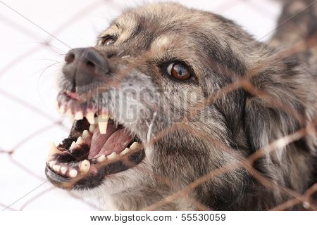 Angry barking dog in a steel cage
