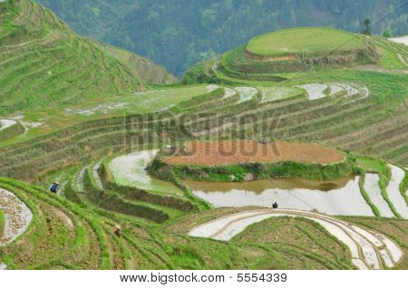 Longji Reis-Terrassen Landschaft, Guilin Provinz, china