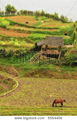 Longji Reis Terrassen und Pferd, Guilin Provinz, china