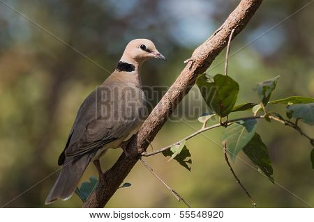 Vinaceous Dove (streptopelia Vinacea)