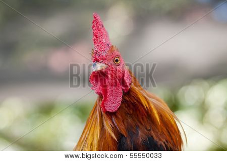 Head Roosters
