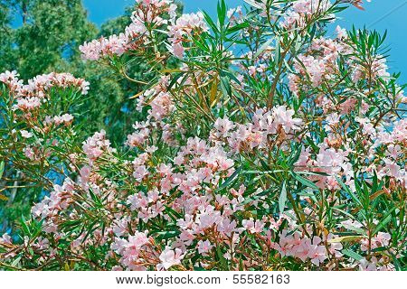 Pink Oleanders