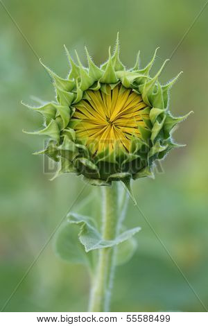 kleine gelbe Sonnenblume mit geschlossenen BlÃ¼ten und grÃ¼nen BlÃ¤ttern