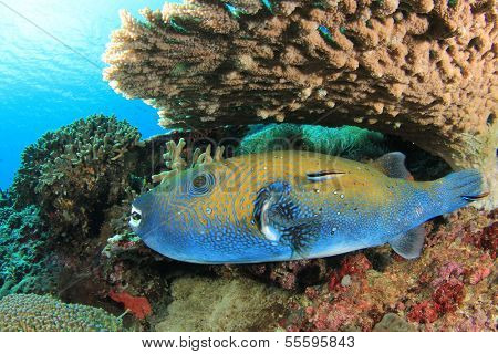 Bluespotted Pufferfish under table coral with cleaner wrasse