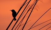 Bird Silhouette