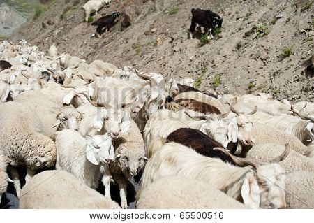 Herd Of Sheep And Kashmir Goats From Indian Farm