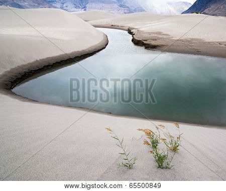 Sand Dunes Of Nubra Valley. Himalaya, India