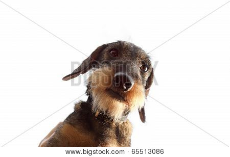 Wirehaired Dachshund Dog On White Background Close Up