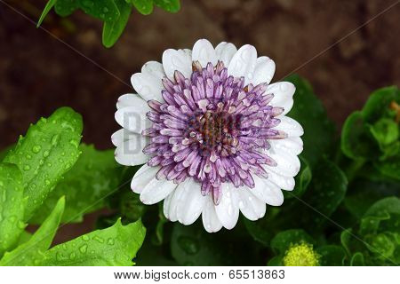 Osteospermum flower