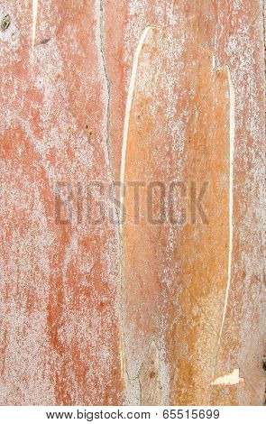 eucalyptus bark
