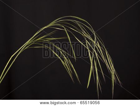 Barren Brome.