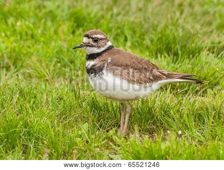 Killdeer