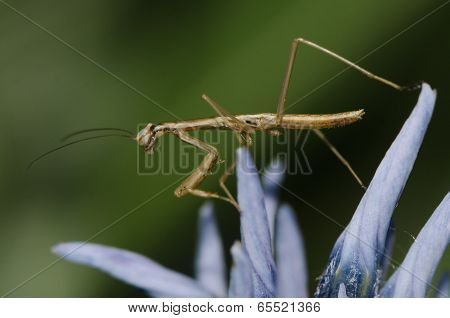 Praying Mantis - juvenile