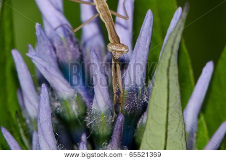 Praying Mantis - juvenile