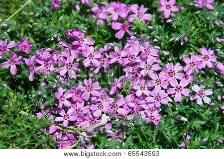 Creeping Phlox (phlox Subulata)