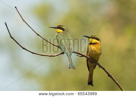 2 Little-bee Eaters (merops Pusillus) Perched On A Forked Branch