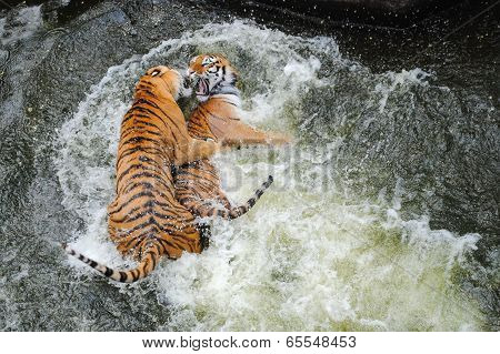 Tigers play wrestling in water