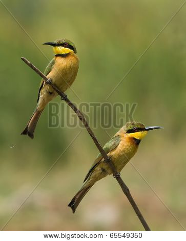 2 Little-bee Eaters (merops Pusillus) Perching Together