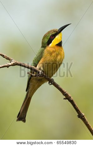 A Little-bee Eater (merops Pusillus) Searching The Skies
