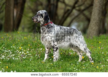 Cute Blue Belton English Setter Dog In A Spring Flowering Meadow