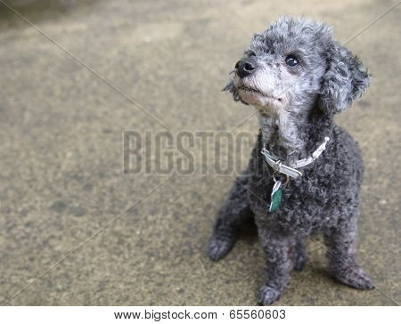 Poodle looks up sitting on concrete